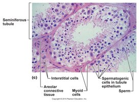 Histology of seminiferous tubule