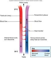 Countercurrent heat exchange in testicular veins