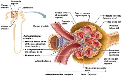 Juxtaglomerular complex and feedback