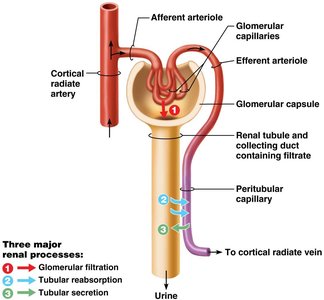 Three major renal processes