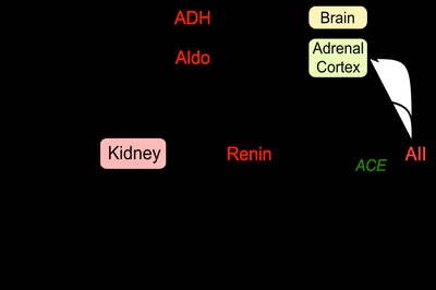 Renin-angiotensin-aldosterone pathway