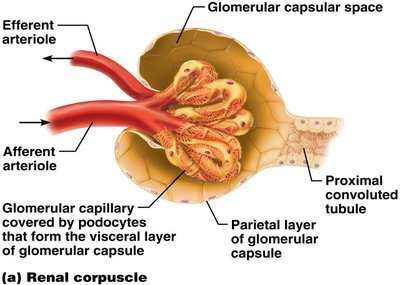 Renal corpuscle structure
