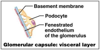 Filtration membrane layers