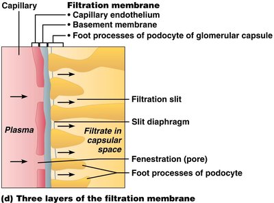 Three layers of the filtration membrane