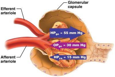 Pressures affecting filtration