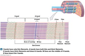 Sarcomere Structure, Longitudinal Views