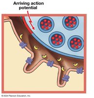Action potential arrival at axon terminal
