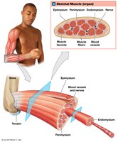 The Organization of Skeletal Muscles