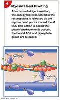 Myosin Head Pivoting
