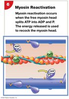Myosin Reactivation
