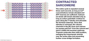Contracted Sarcomere