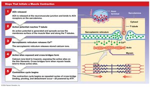 Steps Involved in Skeletal Muscle Contraction and Relaxation