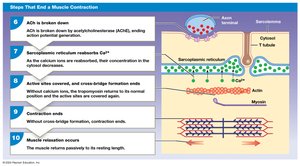 Steps Involved in Skeletal Muscle Contraction and Relaxation (continued)