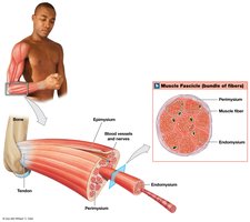 Muscle Fascicle (bundle of fibers)