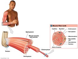 Muscle Fiber (cell)
