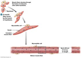 Formation of a Multinucleate Skeletal Muscle Fiber