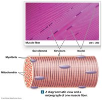 Diagrammatic view and micrograph of one muscle fiber