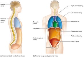 Anterior and posterior body cavities