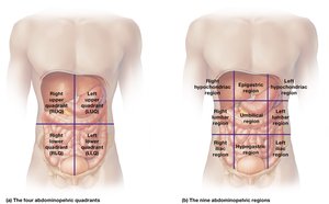 Regions of the abdominopelvic cavity