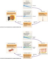Negative feedback loop example