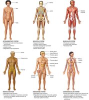 Overview of organ systems (part 1)