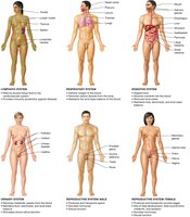 Overview of organ systems (part 2)