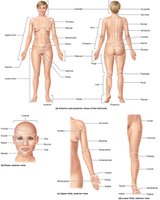 Regional terms of the body