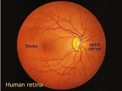 Human retina showing fovea and optic nerve