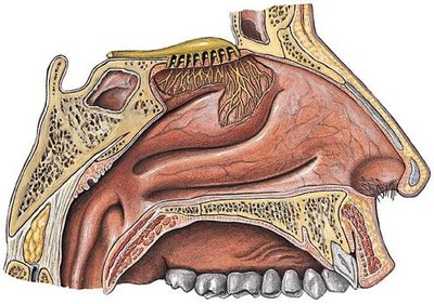 Anatomy of the nasal cavity showing olfactory region