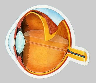 Cross-section of the eye showing the three tunics and lens