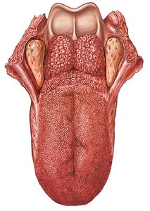 Anatomy of the tongue showing papillae