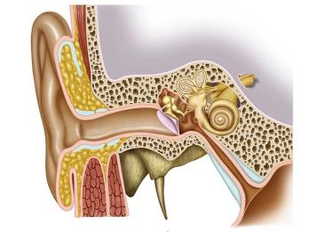 Anatomy of the ear showing external, middle, and inner ear