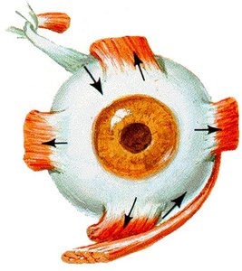 Extrinsic muscles of the eye
