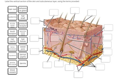 Vertical section of skin and subcutaneous layer