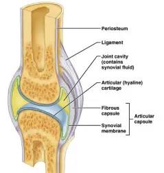 Synovial joint anatomical structure