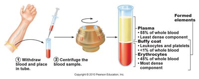 Centrifuged blood sample showing plasma, buffy coat, and erythrocytes