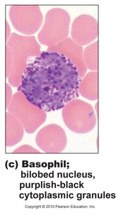 Basophil with bilobed nucleus and purplish-black granules