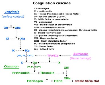 Coagulation cascade: intrinsic, extrinsic, and common pathways