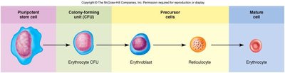 Stages of erythrocyte development from stem cell to mature erythrocyte