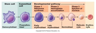 Detailed developmental pathway of erythrocyte formation