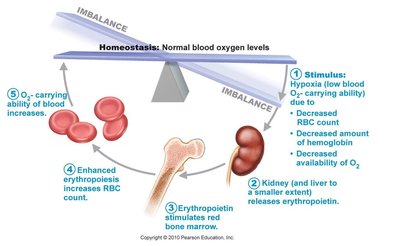 Homeostatic regulation of erythropoiesis by erythropoietin