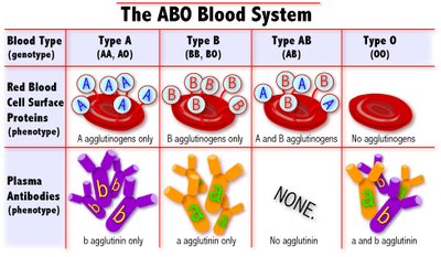 ABO blood system: antigens and antibodies