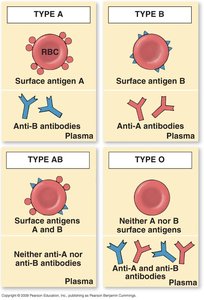 Summary of antigens and antibodies in ABO blood types