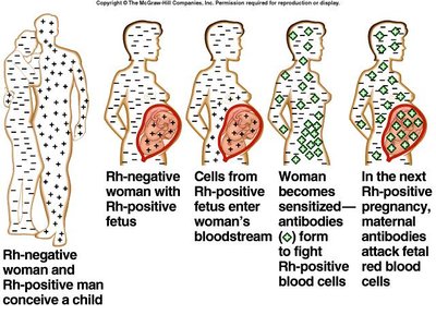 Rh incompatibility and maternal antibody response