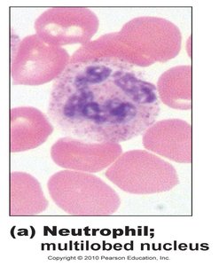 Neutrophil with multilobed nucleus