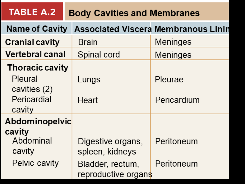 Table of body cavities and membranes