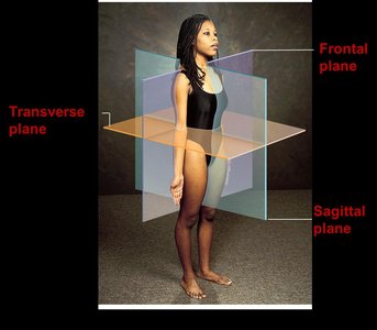 Body planes: frontal, sagittal, transverse