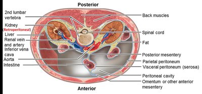 Cross-sectional anatomy of the abdomen