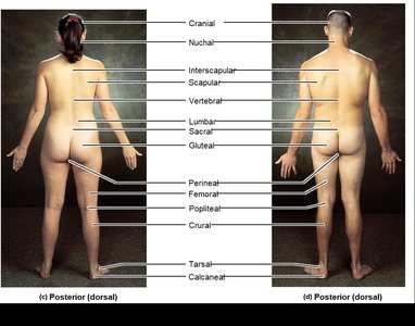 Posterior anatomical regions