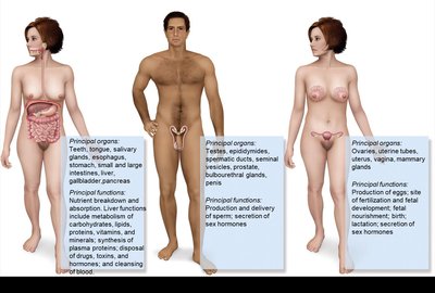 Major organ systems: digestive, male and female reproductive